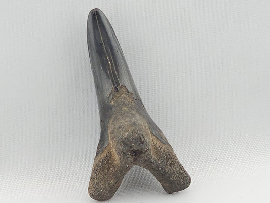 Snaggletooth Shark Bottom Front Tooth ID#3