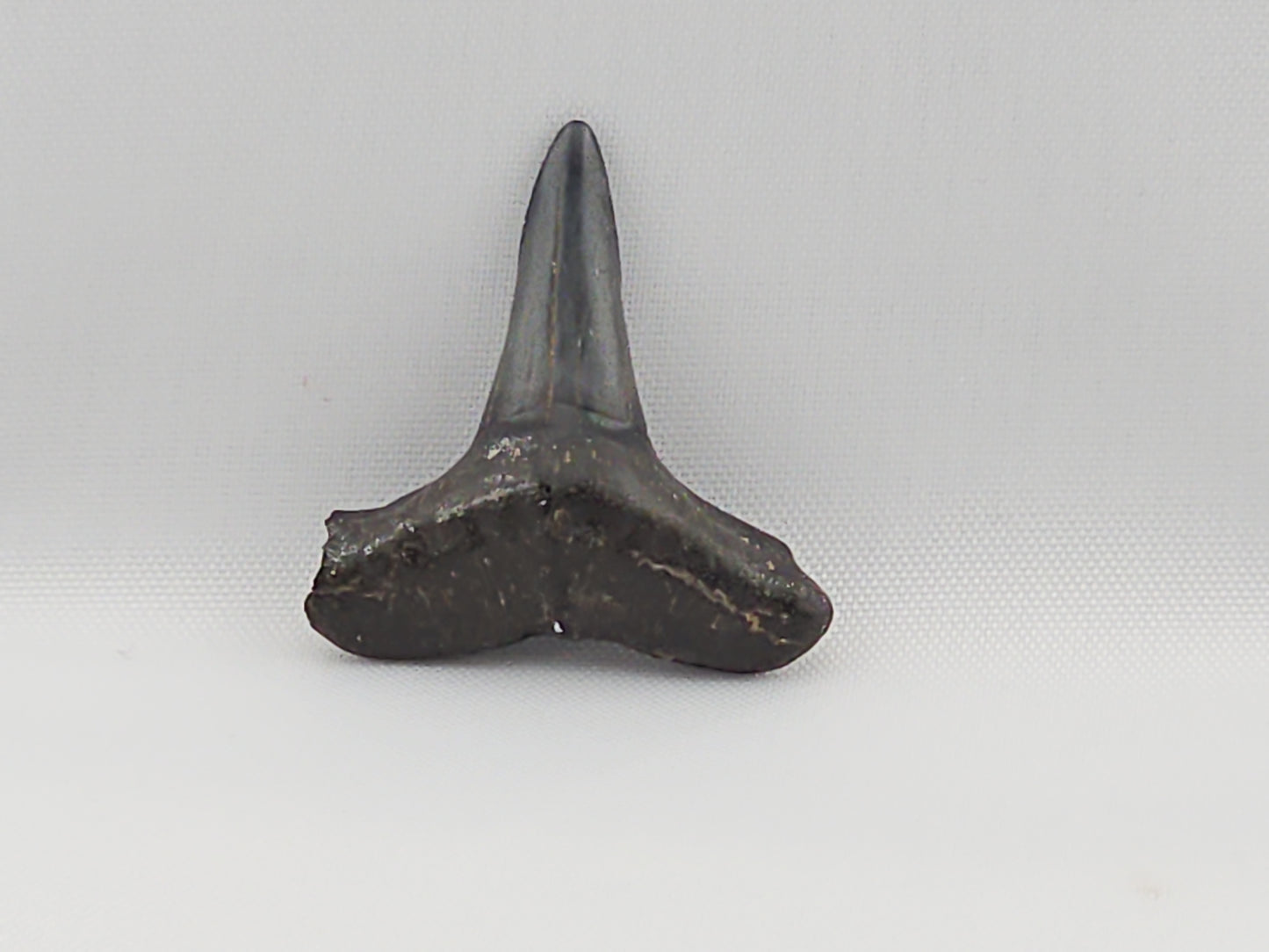 Lemon Shark Tooth ID#40