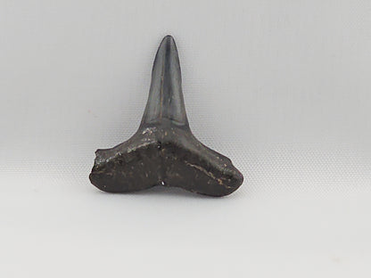 Lemon Shark Tooth ID#40
