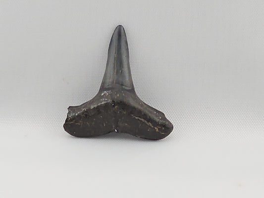 Lemon Shark Tooth ID#40