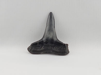 Lemon Shark Tooth ID#40