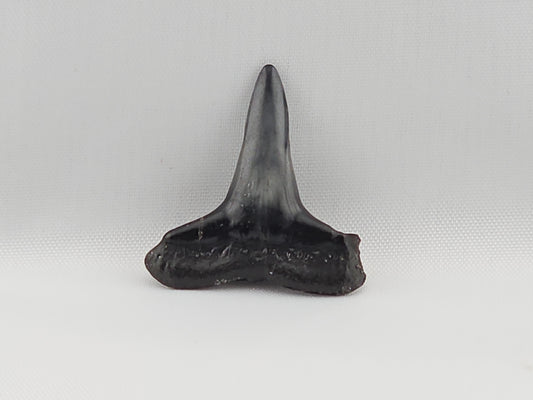 Lemon Shark Tooth ID#40