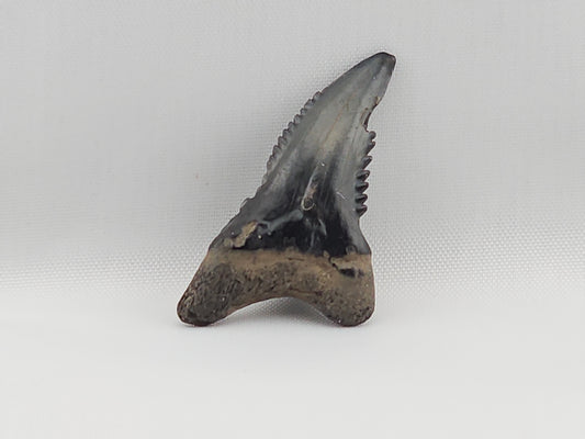 Snaggletooth Shark Bottom Front Tooth ID#41