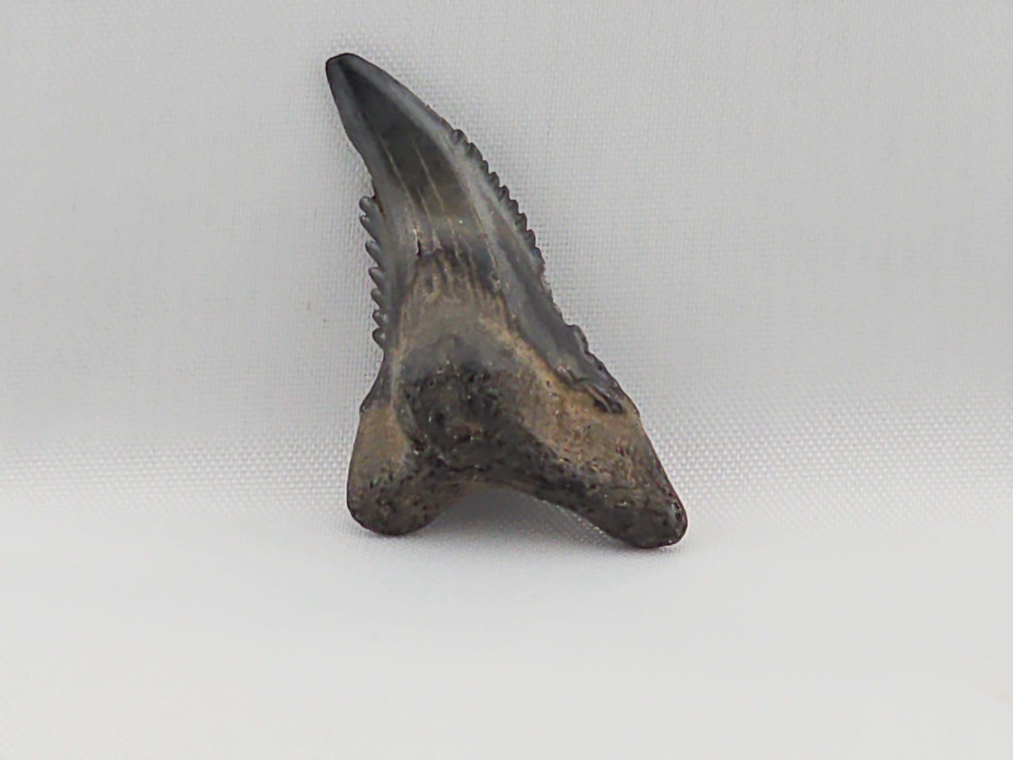 Snaggletooth Shark Bottom Front Tooth ID#41