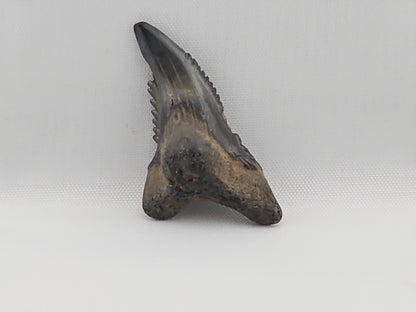 Snaggletooth Shark Bottom Front Tooth ID#41