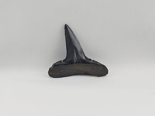 Lemon Shark Tooth ID#42