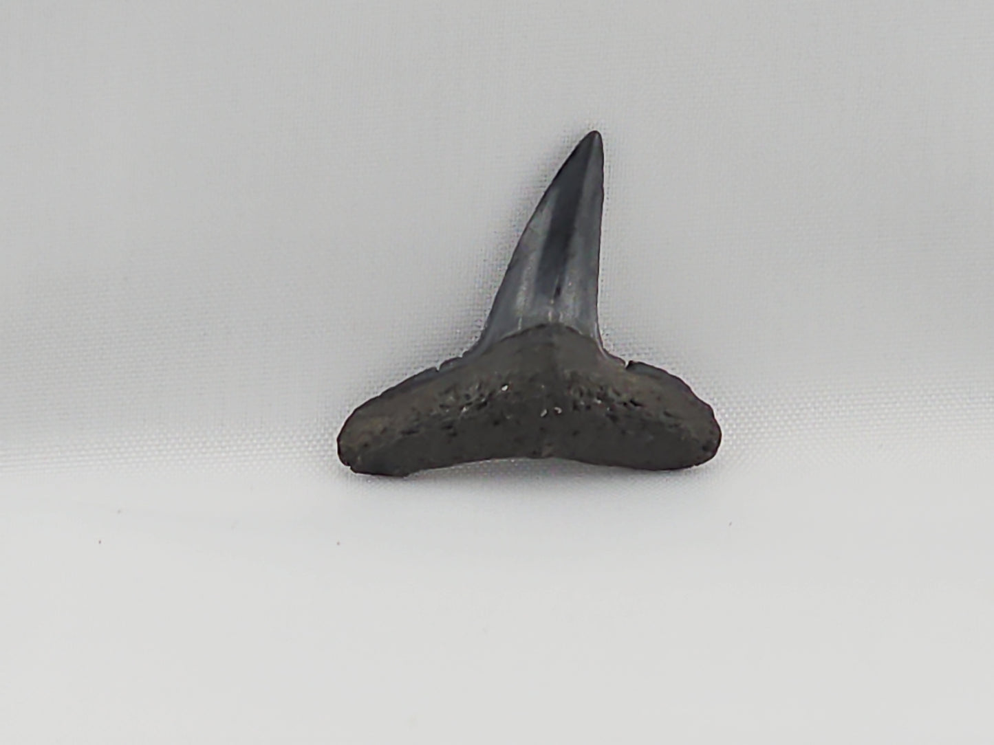 Lemon Shark Tooth ID#42
