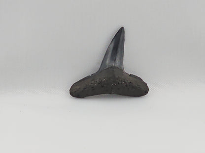 Lemon Shark Tooth ID#42