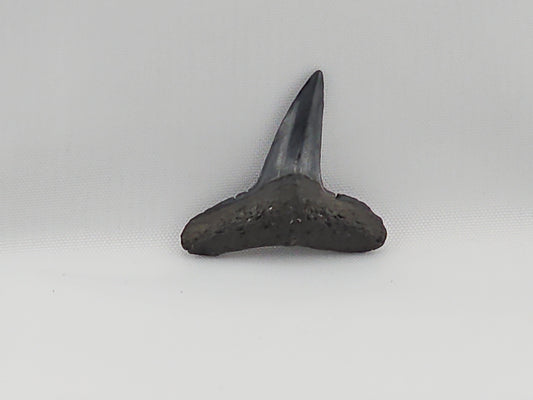 Lemon Shark Tooth ID#42