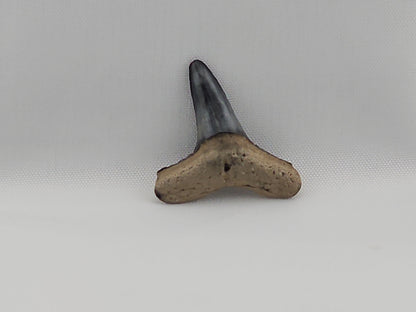 Lemon Shark Tooth ID#43