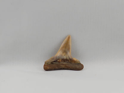 Lemon Shark Tooth ID#44