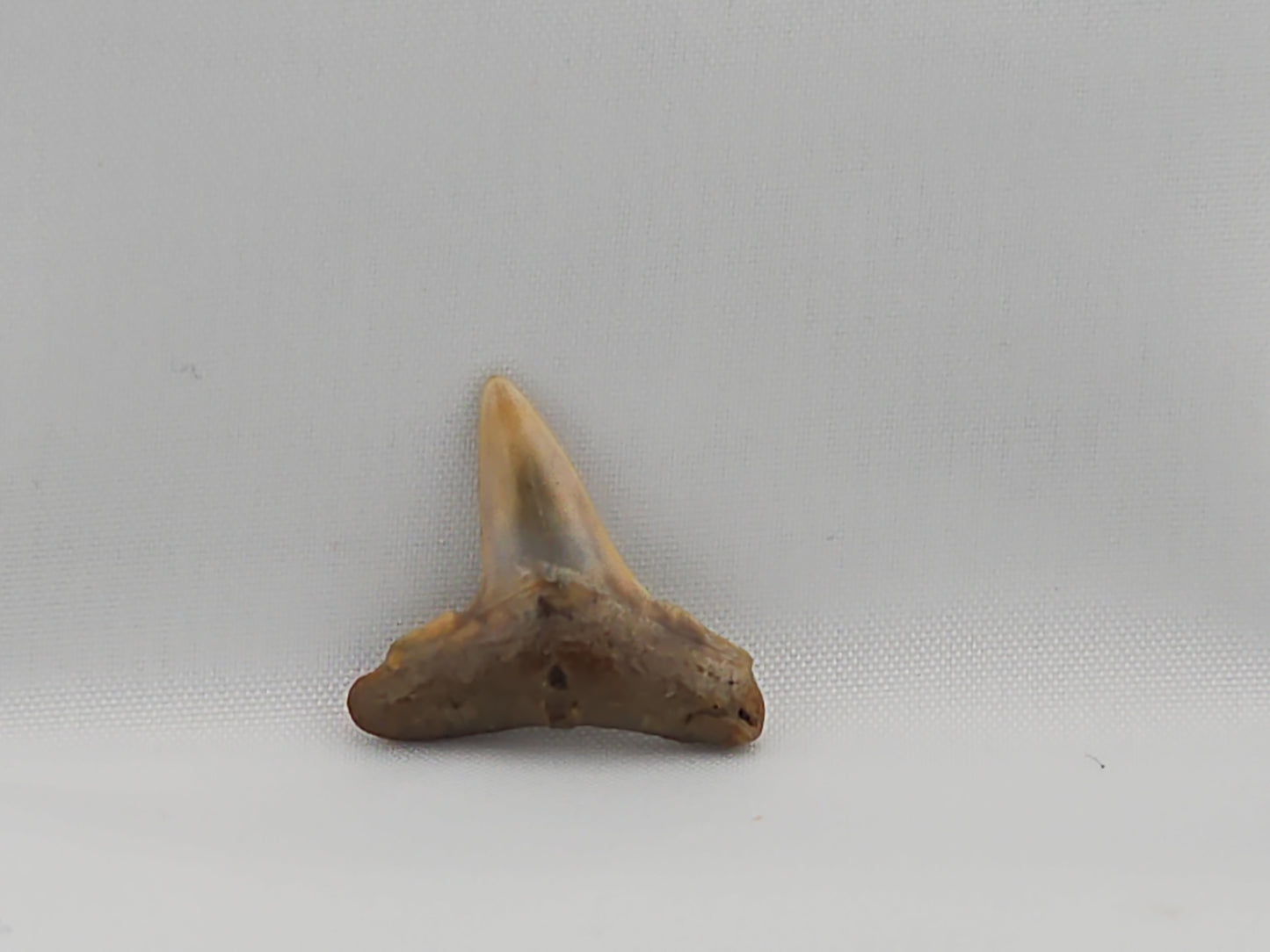 Lemon Shark Tooth ID#44
