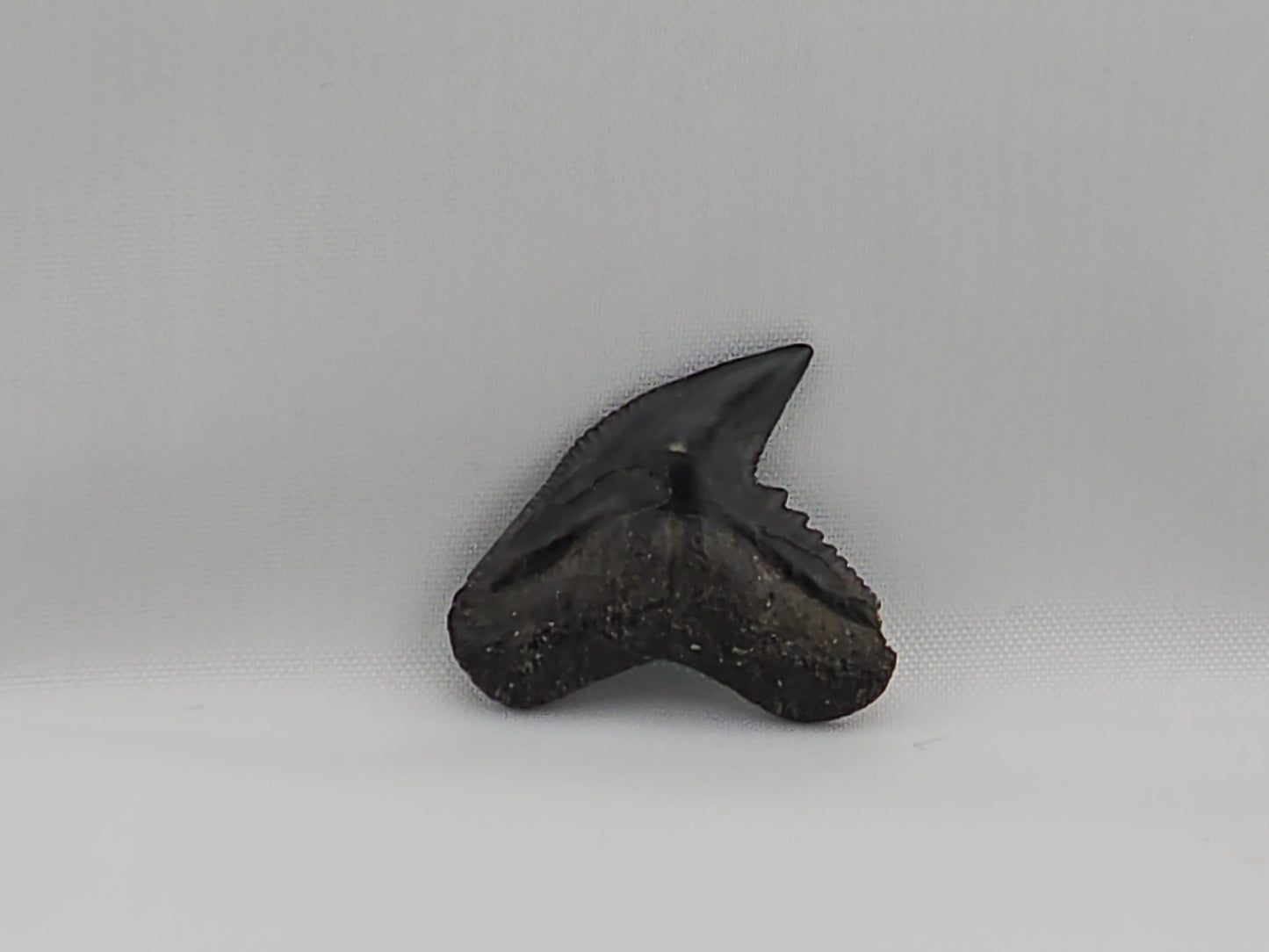Tiger Shark(Modern) Tooth ID#45
