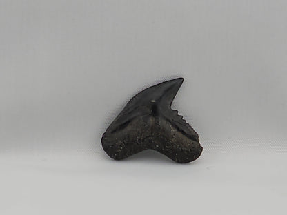 Tiger Shark(Modern) Tooth ID#45