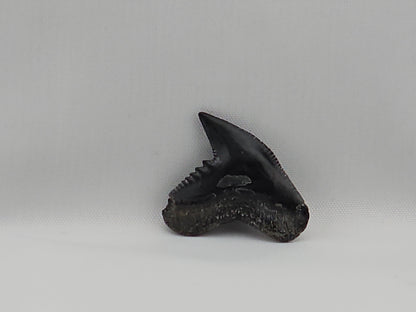 Tiger Shark(Modern) Tooth ID#45