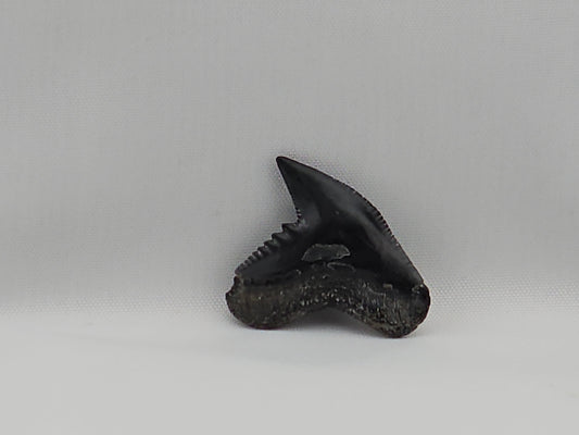 Tiger Shark(Modern) Tooth ID#45