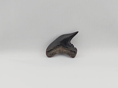 Tiger Shark(Extinct) Tooth ID#46