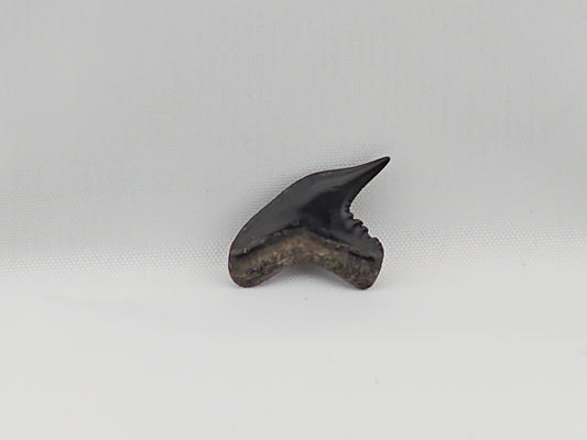 Tiger Shark(Extinct) Tooth ID#46