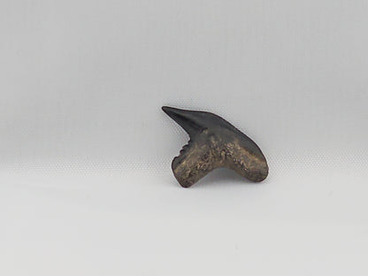 Tiger Shark(Extinct) Tooth ID#46