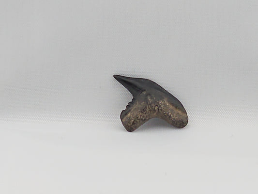Tiger Shark(Extinct) Tooth ID#46