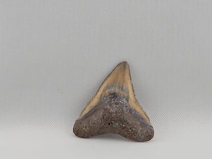 Bull Shark Tooth ID#47