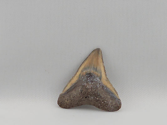 Bull Shark Tooth ID#47