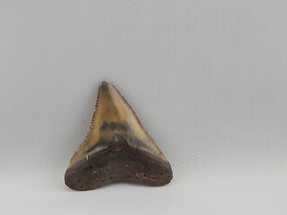 Bull Shark Tooth ID#47