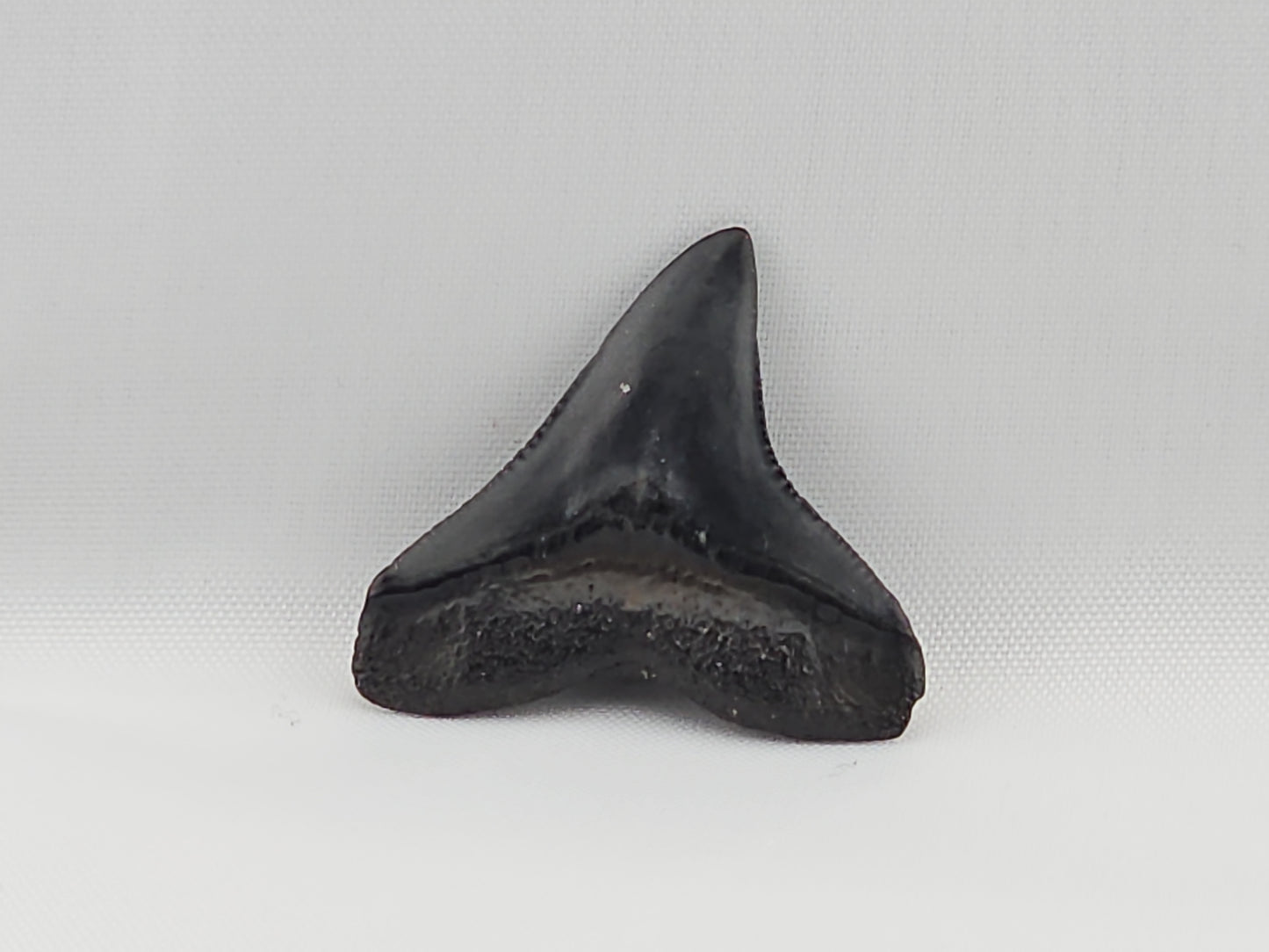 Bull Shark Tooth ID#48