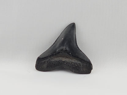 Bull Shark Tooth ID#48