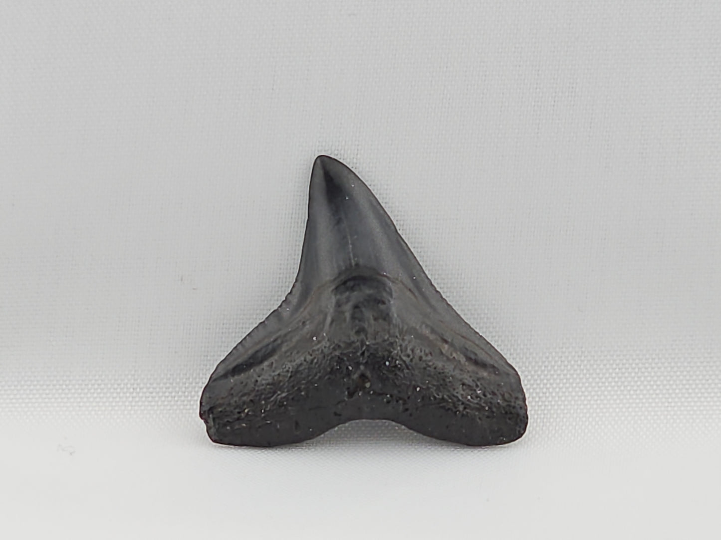 Bull Shark Tooth ID#48