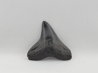 Bull Shark Tooth ID#48