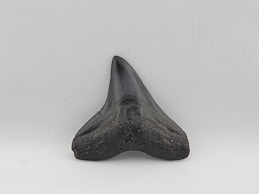 Bull Shark Tooth ID#48