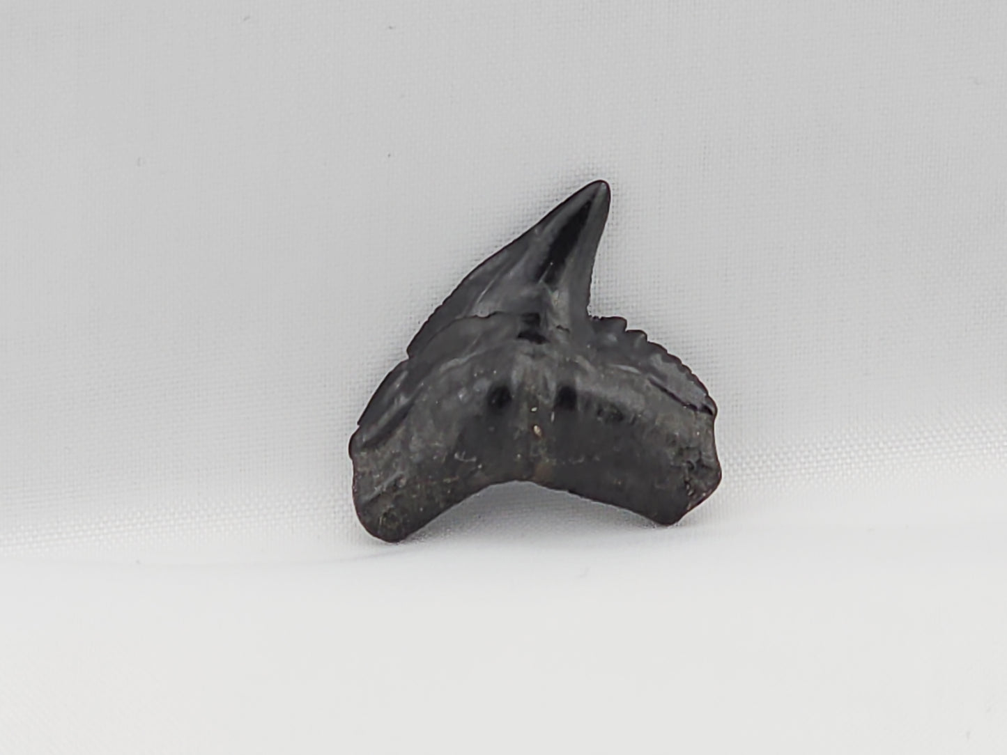 Tiger Shark(Modern) Tooth ID#49
