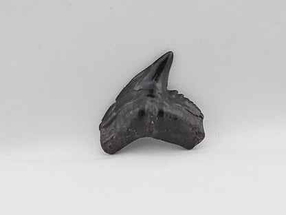 Tiger Shark(Modern) Tooth ID#49