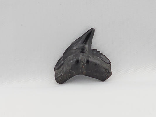Tiger Shark(Modern) Tooth ID#49