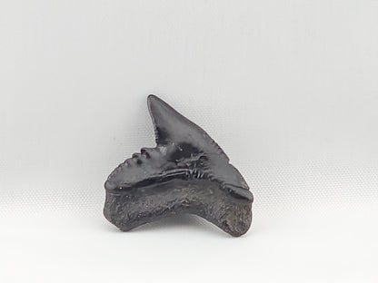 Tiger Shark(Modern) Tooth ID#49