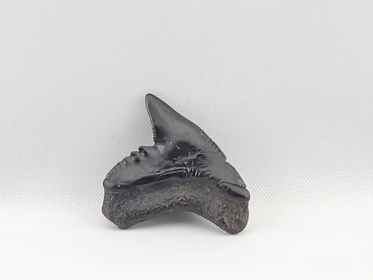 Tiger Shark(Modern) Tooth ID#49