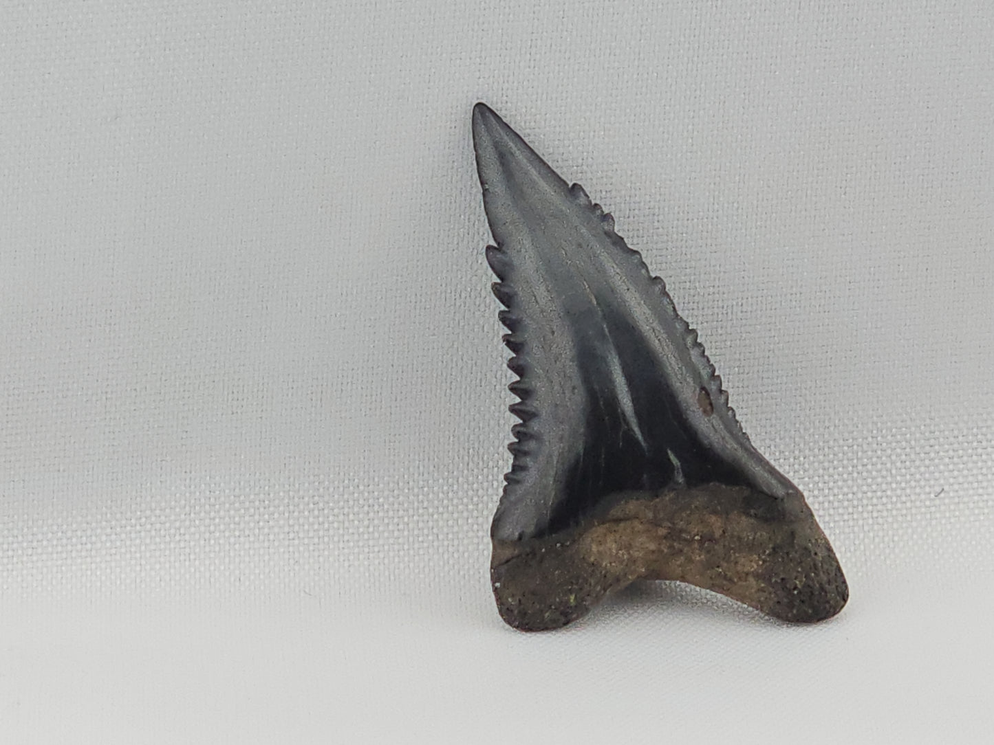 Snaggletooth Shark Top Front Tooth ID#4