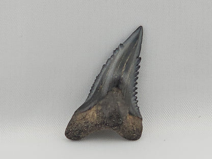 Snaggletooth Shark Top Front Tooth ID#4