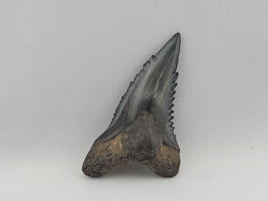 Snaggletooth Shark Top Front Tooth ID#4