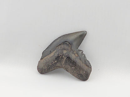 Tiger Shark(Modern) Tooth ID#50
