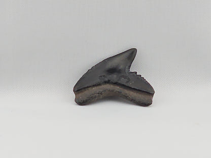 Tiger Shark(Modern) Tooth ID#51