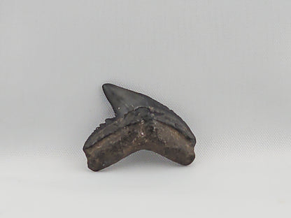 Tiger Shark(Modern) Tooth ID#51