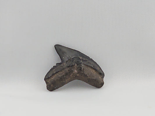 Tiger Shark(Modern) Tooth ID#51