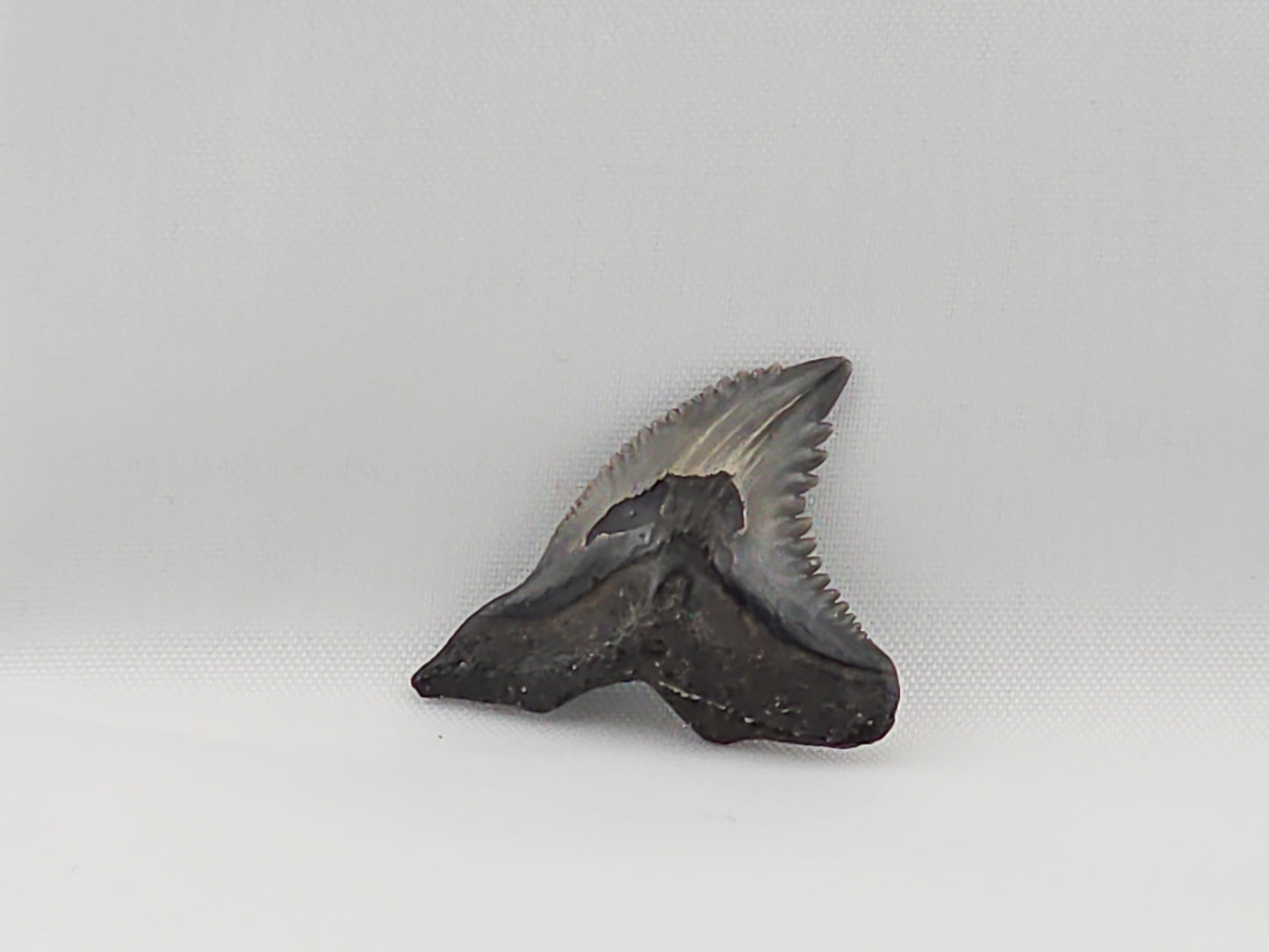 Snaggletooth Shark Top Rear Tooth ID#52