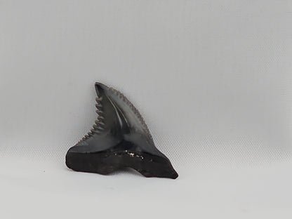 Snaggletooth Shark Top Rear Tooth ID#52