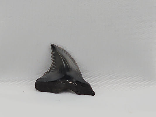 Snaggletooth Shark Top Rear Tooth ID#52