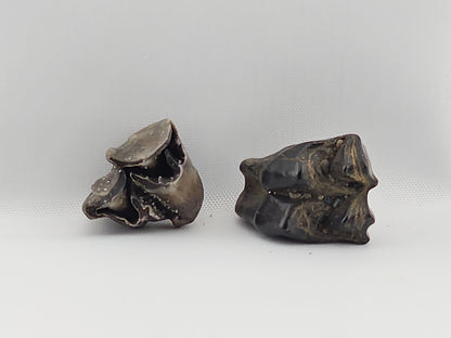 Set of Deer Teeth ID#53