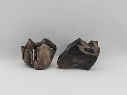 Set of Deer Teeth ID#53