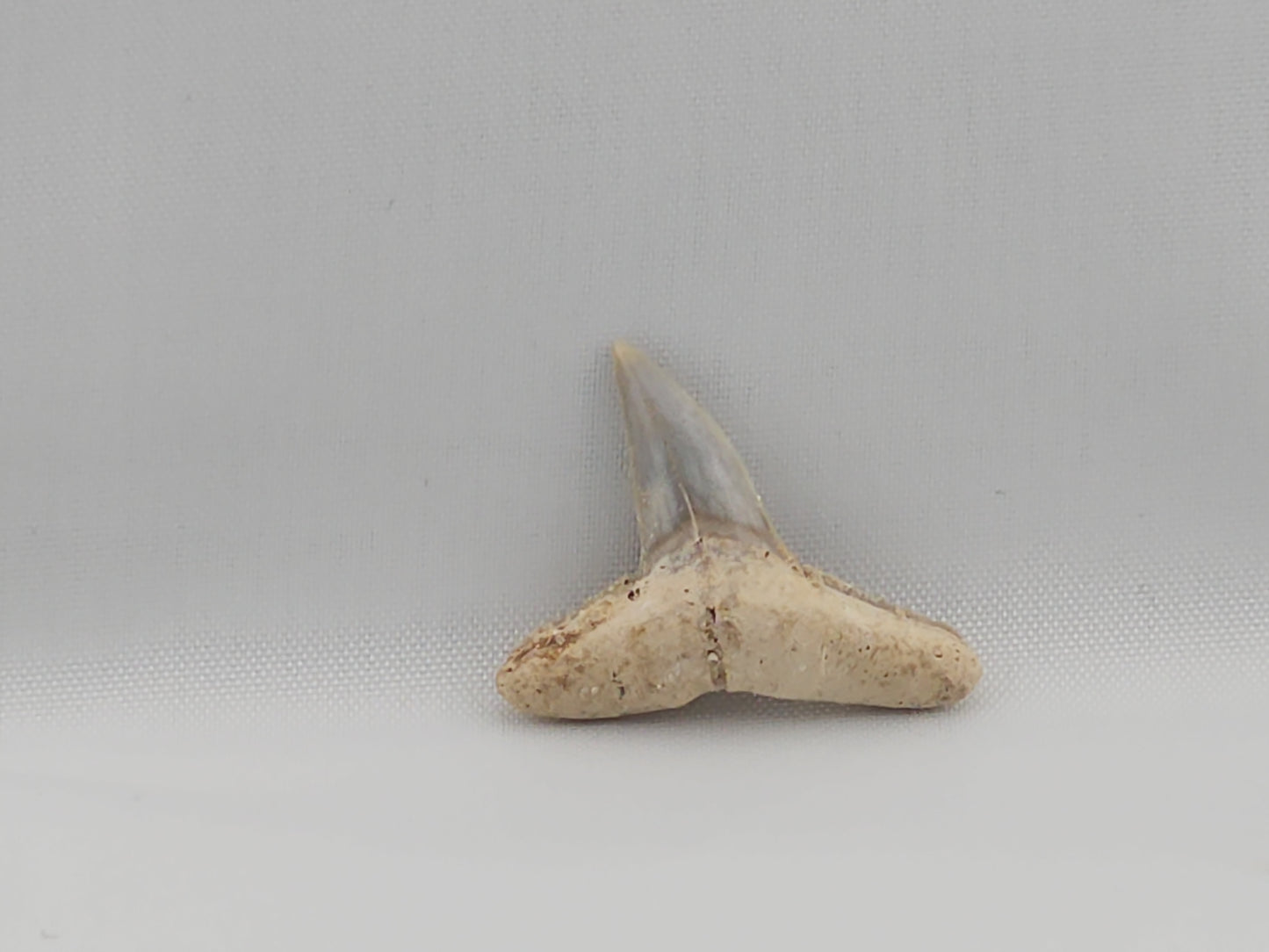 Lemon Shark Tooth ID#54
